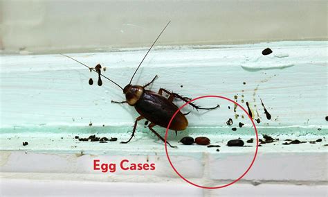 Signs of Cockroach Infestation .
